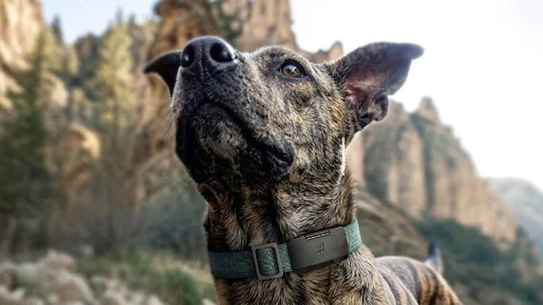 Fi Ultra dog tracker industrial design